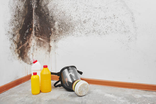 Best Residential Mold Remediation in Pine City, MN