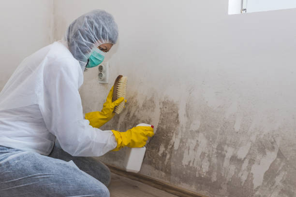 Best DIY Mold Remediation Support Services in Pine City, MN