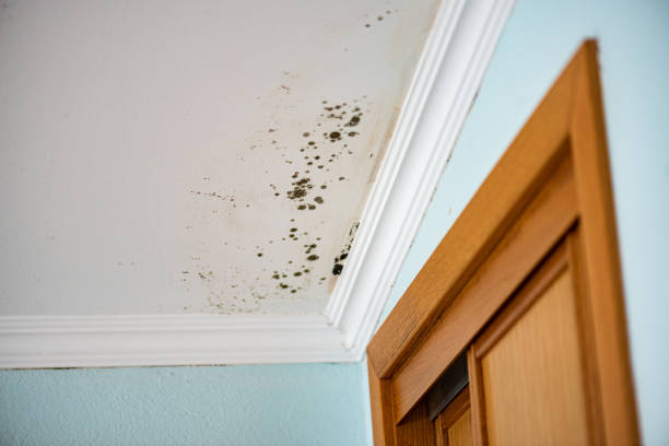 Best HVAC Mold Remediation in Pine City, MN