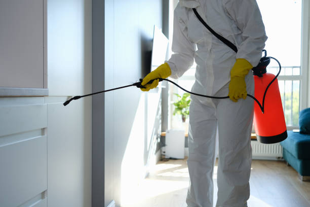 Best Post-Flood Mold Remediation in Pine City, MN