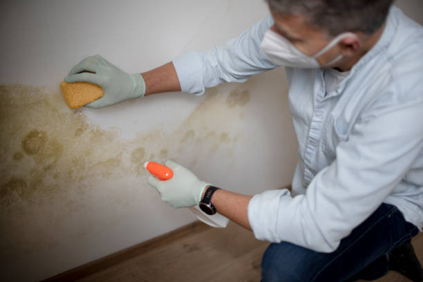 Best Basement Mold Remediation in Pine City, MN