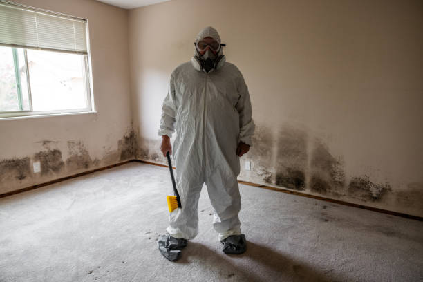 Best Mold Remediation for Specific Building Types in Pine City, MN