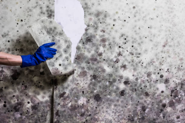 Best White Mold Remediation in Pine City, MN
